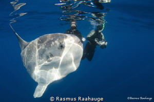 Searching for Sharks off the coast of California we came ... by Rasmus Raahauge 